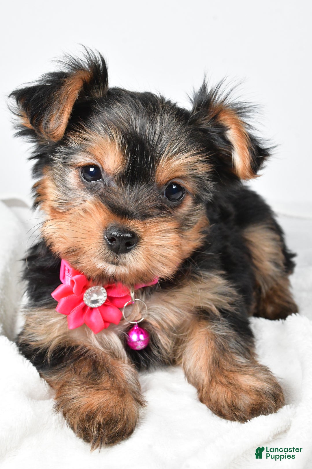 Yorkshire Terrier dogs for sale: Avery teacup - Ad 4