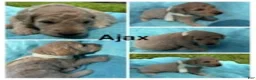 Goldendoodle dogs for sale: Ajax - Ad 5