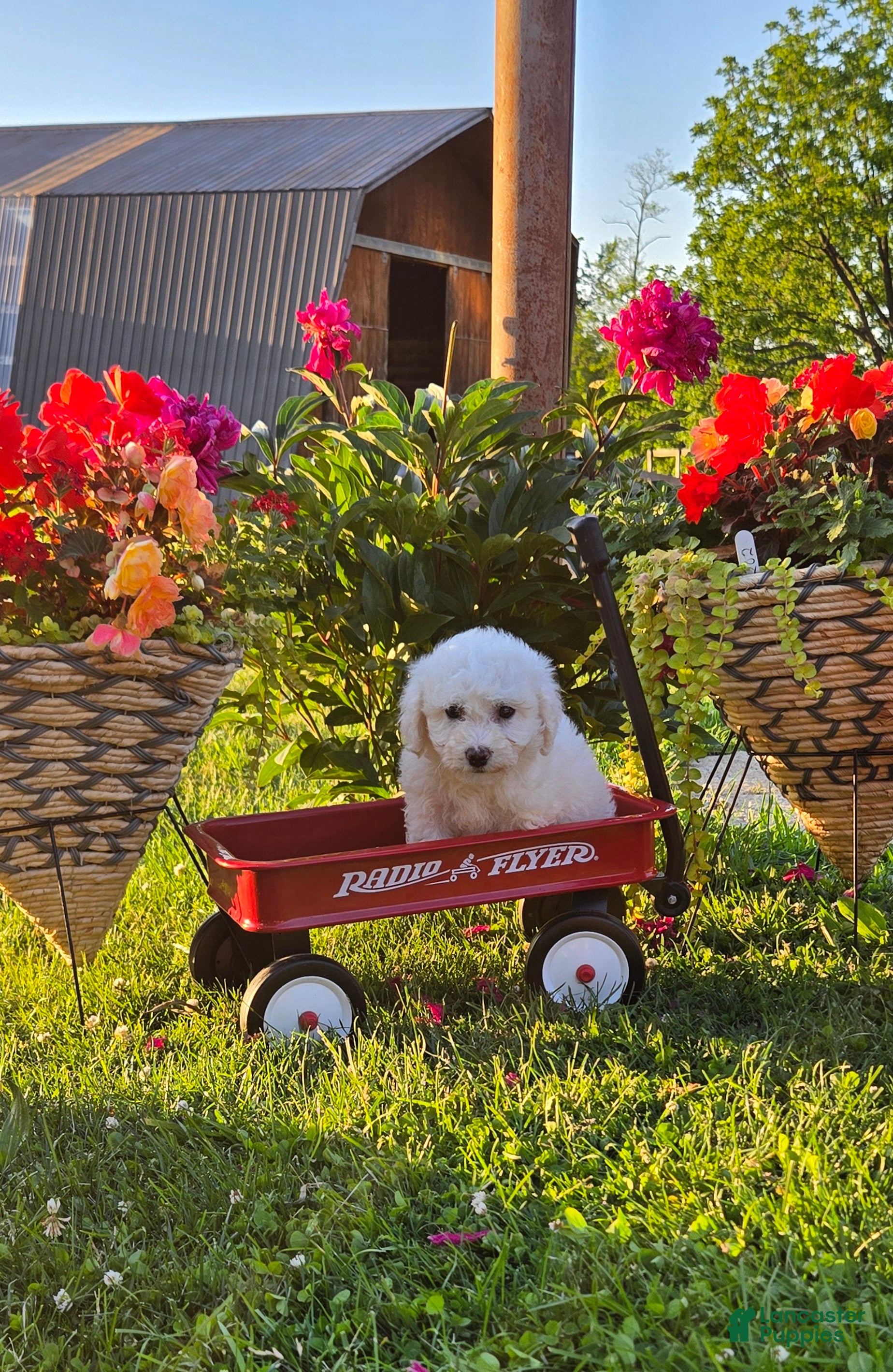 Bichon Frise dogs Sophie  - Ad 2