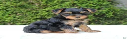 Yorkshire Terrier dogs for sale: Ryder - Ad 3