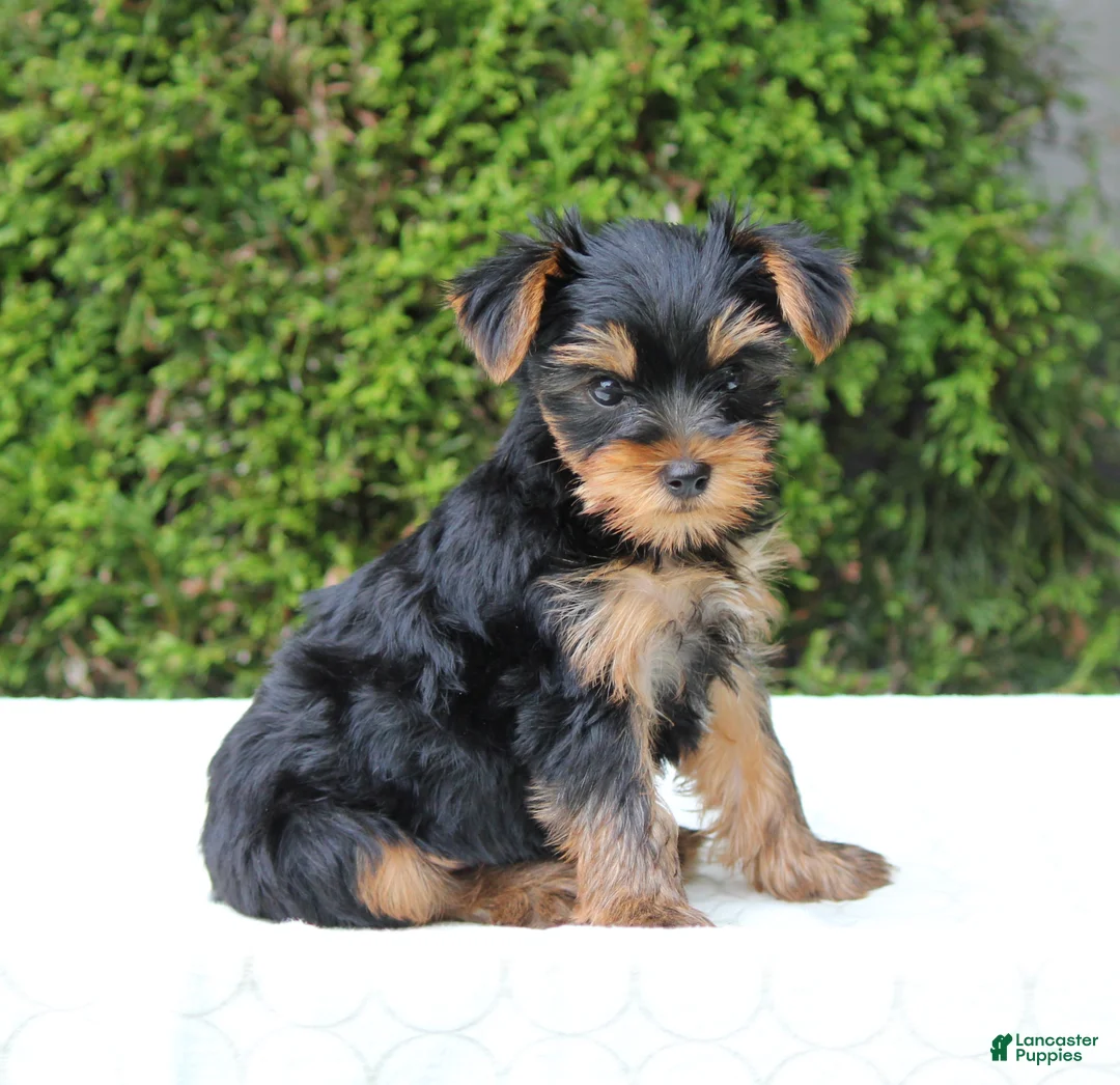 Yorkshire Terrier dogs for sale: Ryder - Ad 2