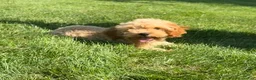 Cavapoo dogs for sale: Alex - Ad 4