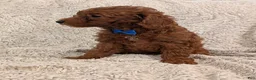 Miniature Poodle dogs for sale: Brody - Ad 3