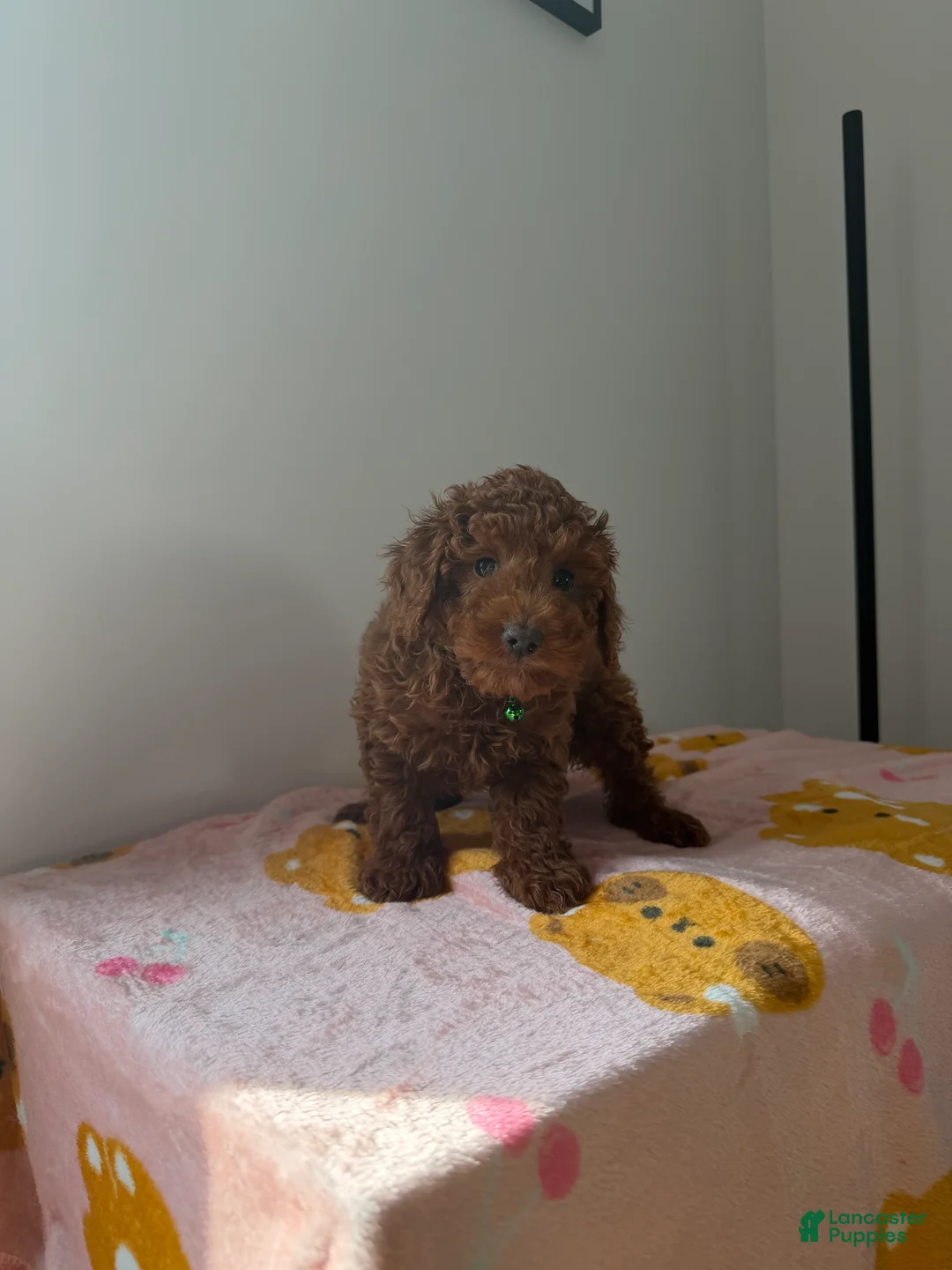 Toy Poodle dogs for sale: Heather - Ad 2