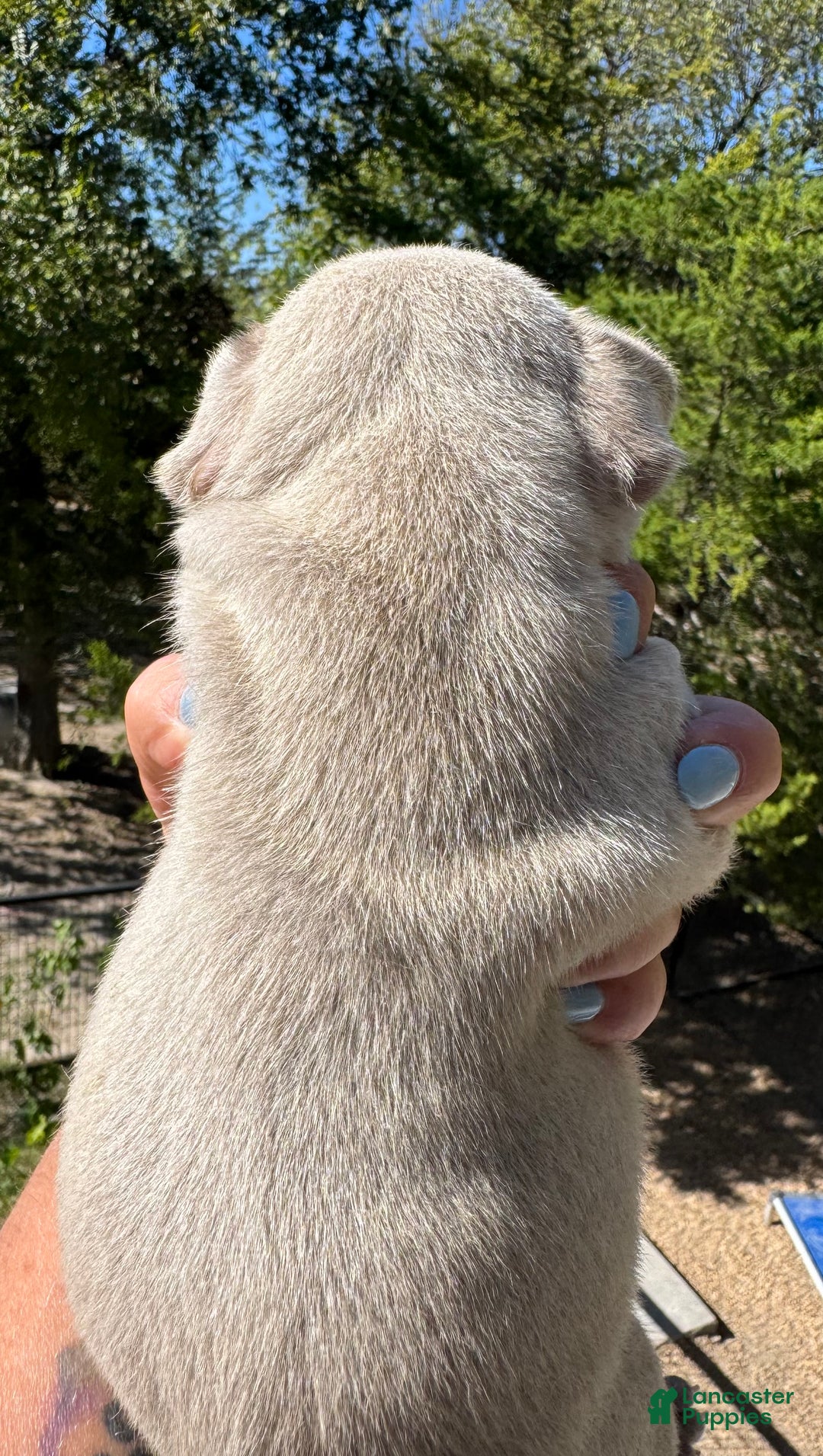 French Bulldog dogs for sale: French Bulldog Puppy 3 - Ad 5