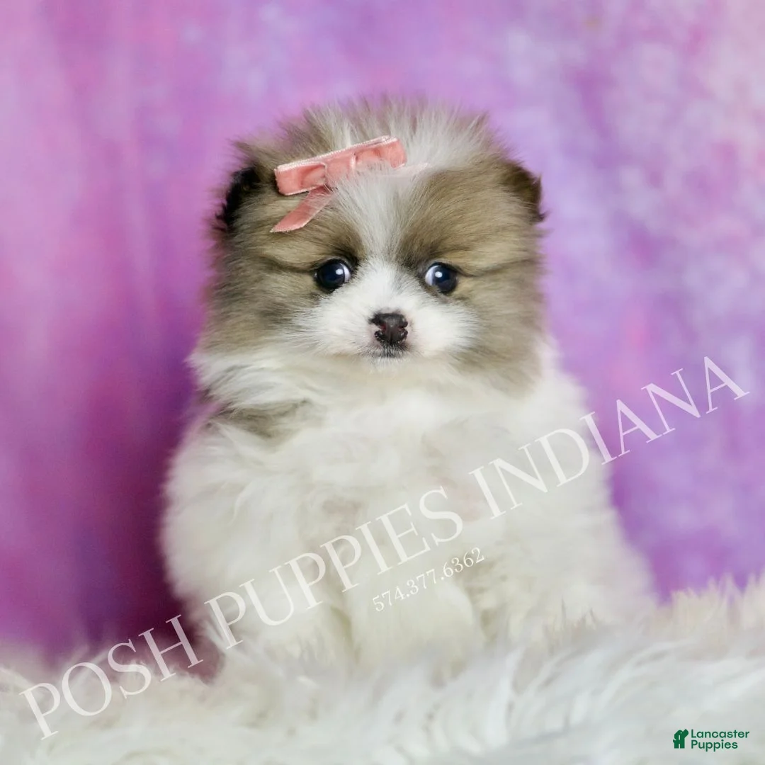 Pomeranian dogs for sale: Felicia  - Ad 3