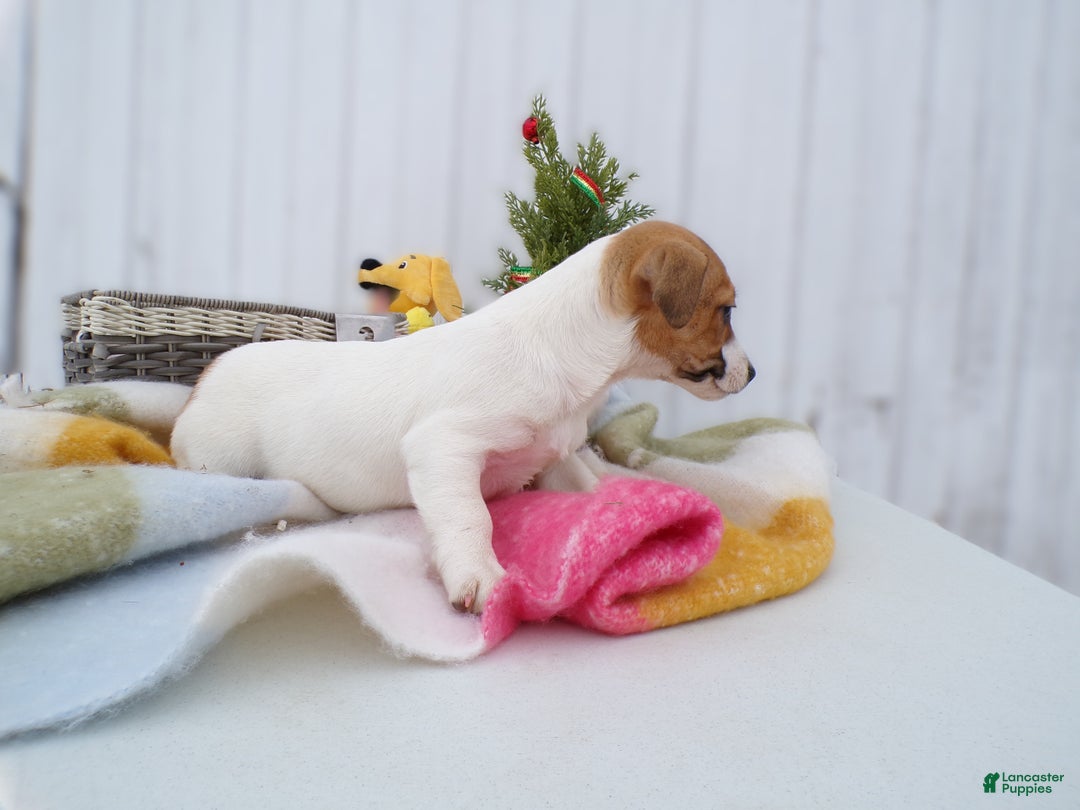 Jack Russell Terrier dogs for sale: Jack Russell Terrier Puppy 4 Louis - Ad 3