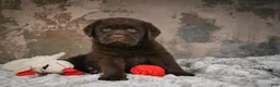 Labrador Retriever dogs for sale: Scout - Ad 8