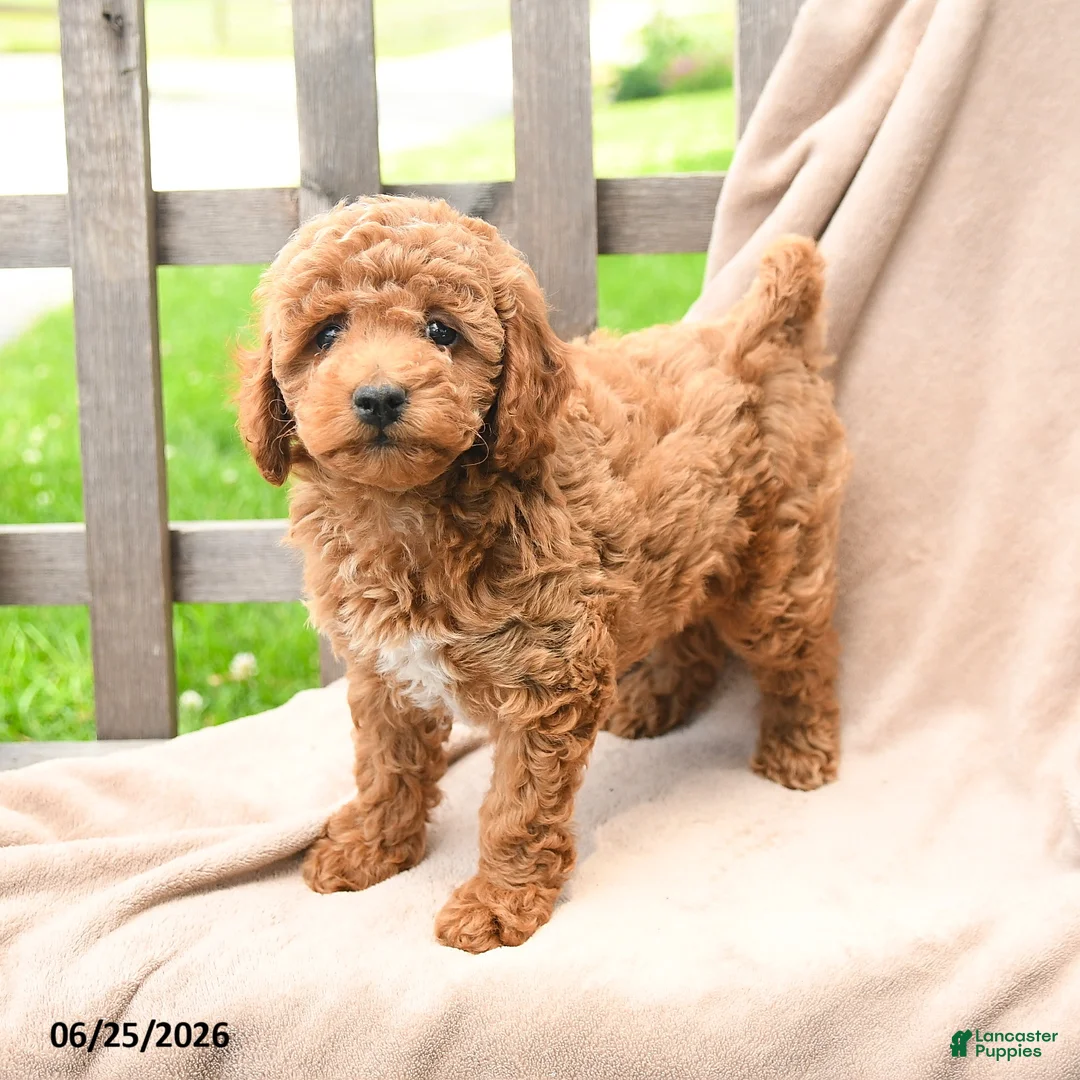 Cavapoo dogs for sale: Kassidy - Ad 1