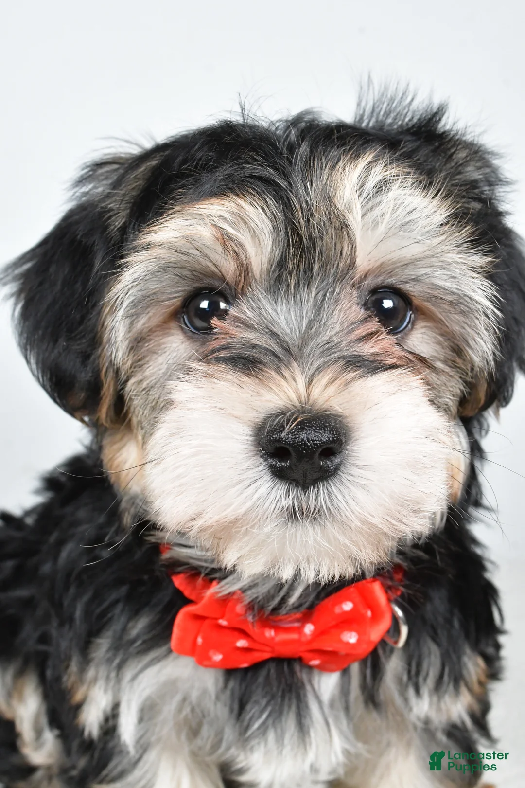 Morkie dogs for sale: Ronnie - Ad 7