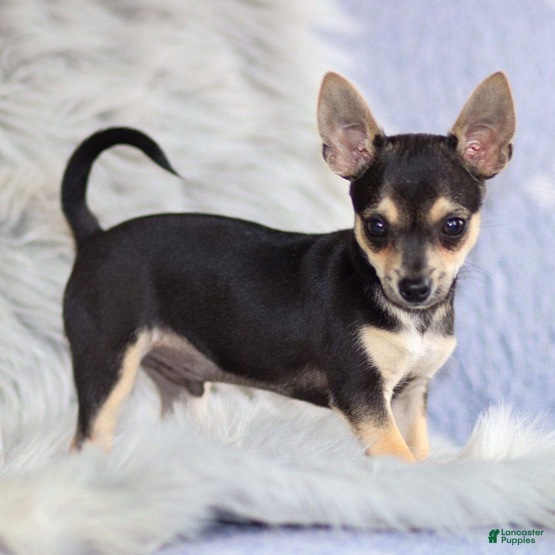 Chihuahua dogs for sale: Phoenix - Ad 2