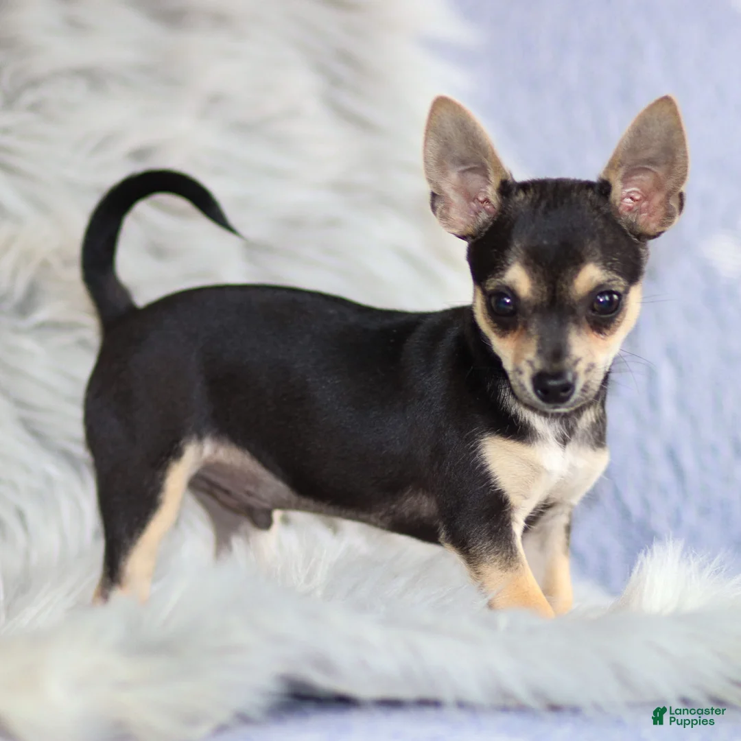 Chihuahua dogs for sale: Phoenix - Ad 17