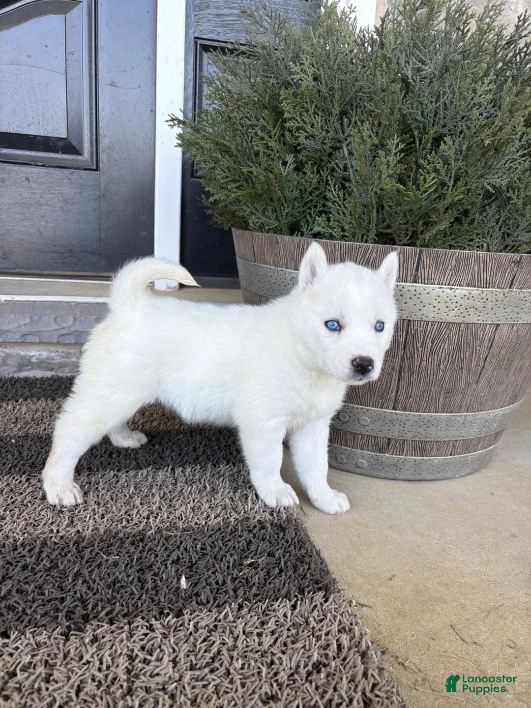 Siberian Husky dogs for sale: Sutton - Ad 2