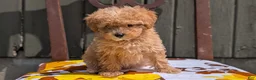 Miniature Poodle dogs for sale: Sparky - Ad 3