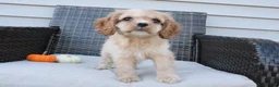 Cocker Spaniel dogs for sale: Ember - Ad 3