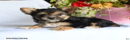 Morkie dogs for sale: May  - Ad 4