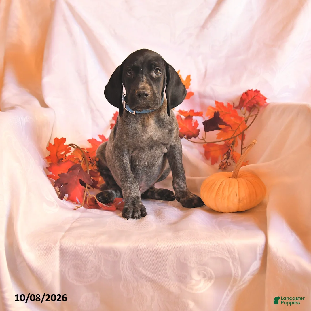 German Shorthaired Pointer dogs for sale: Casper - Ad 1