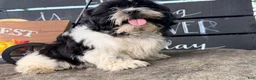 Shih Tzu dogs for sale: Shane Shih Tzu  - Ad 13