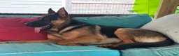 German Shepherd dogs for sale: German Shepherd 3 - Ad 5