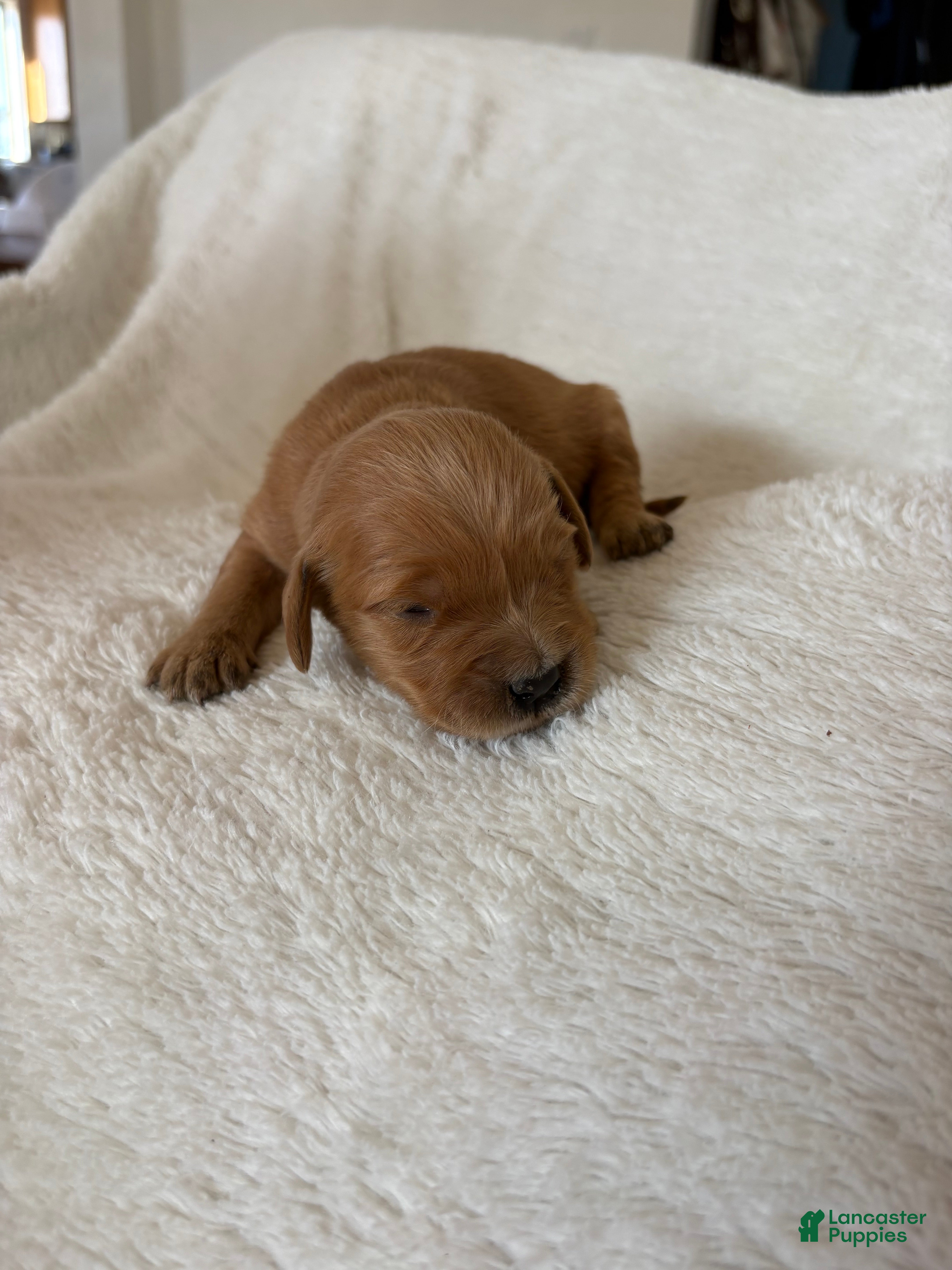 Golden Retriever dogs Clover - Ad 2