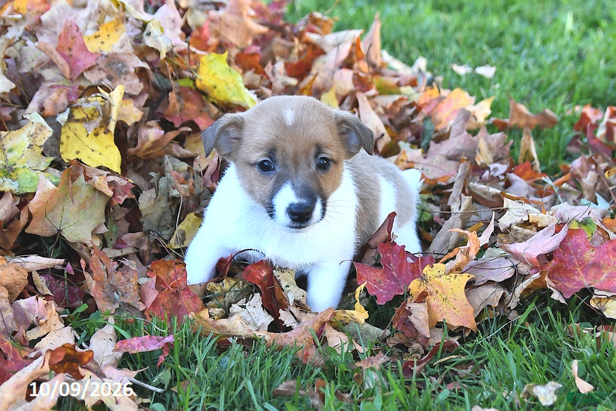 Jack Russell Terrier dogs for sale: Spice - Ad 1