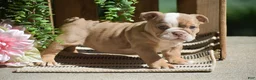 English Bulldog dogs for sale: Miley - Ad 4