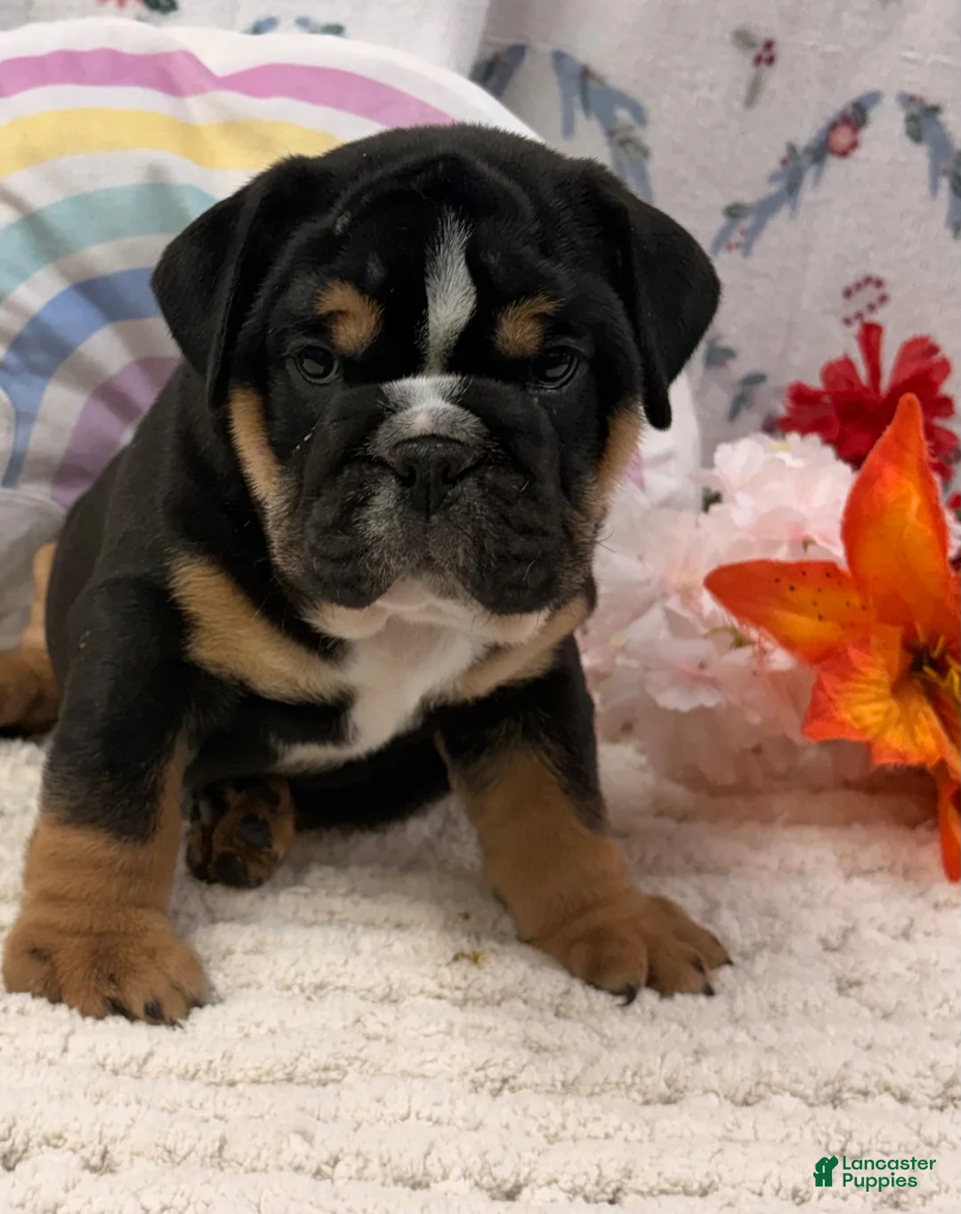 English Bulldog dogs for sale: Blitz - Ad 1