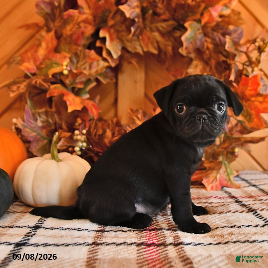 Pug dogs Darla - Ad 2