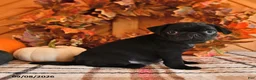 Pug dogs for sale: Darla - Ad 2