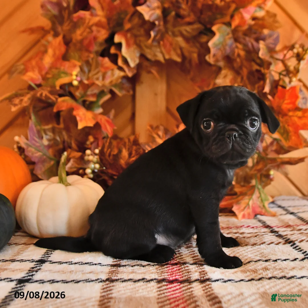 Pug dogs for sale: Darla - Ad 2