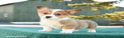Welsh Corgi Pembroke dogs for sale: Shadow - Ad 3
