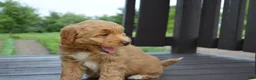 Mini Goldendoodle dogs for sale: Mimi - Ad 12