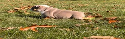 English Bulldog dogs for sale: Ginger Bee - Ad 4