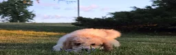Cavapoo dogs for sale: Cardamom  - Ad 7