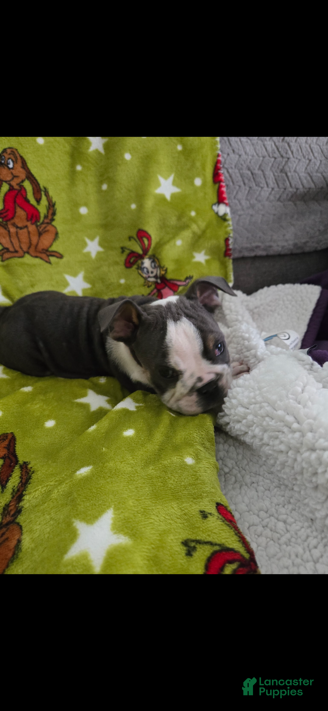 English Bulldog dogs for sale: Lucy - Ad 20