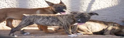 Belgian Malinois dogs for sale: Malinois M - Ad 4