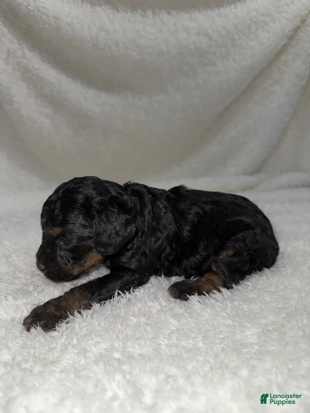 Cavapoo dogs for sale: Cavapoo Puppy 5 - Ad 2