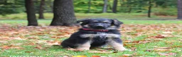 German Shepherd dogs for sale: Cinnamon - Ad 1