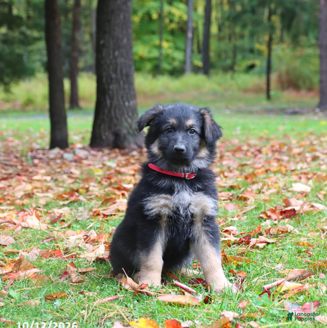 German Shepherd dogs for sale: Cinnamon - Ad 1
