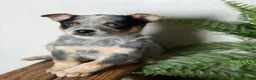 Australian Cattle Dog dogs for sale: Australian Cattle Dog Puppy 3 - Ad 2