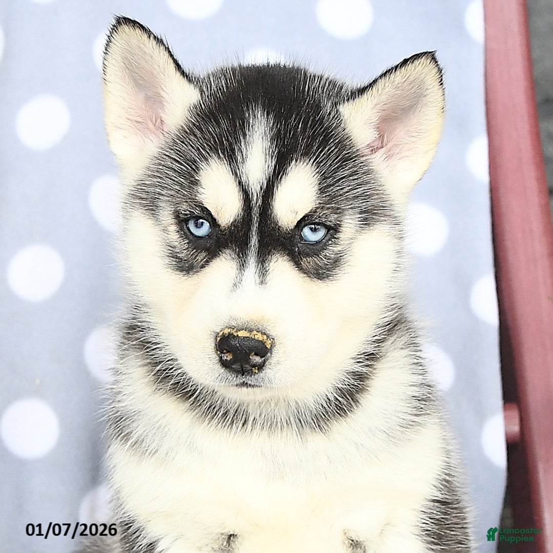 Siberian Husky dogs for sale: Abel - Ad 4