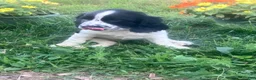 English Springer Spaniel dogs for sale: Sweetie - Ad 3