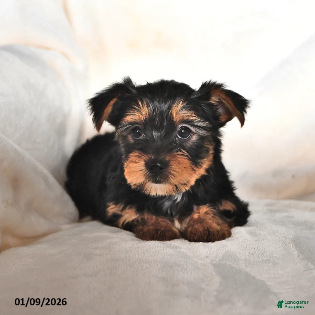 Mixed Breed dogs for sale: Cindy - Ad 4