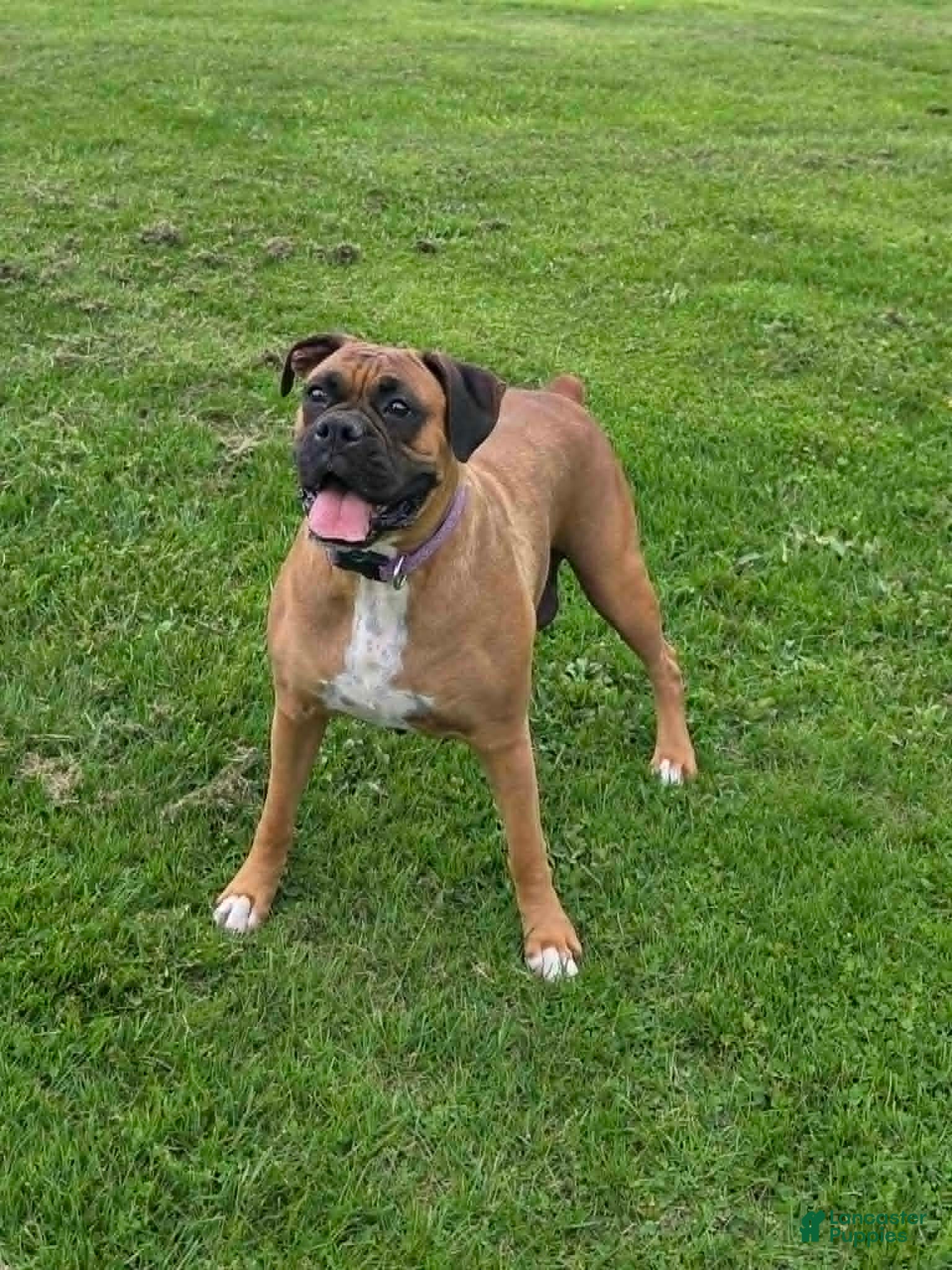 Boxer dogs Roxie - Ad 2