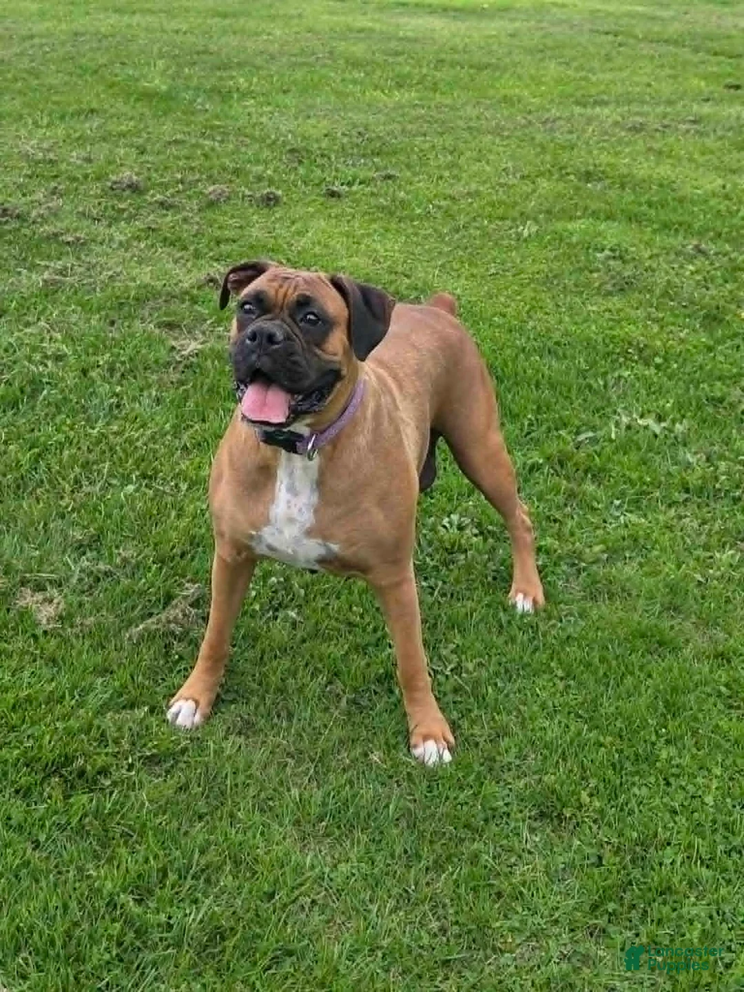 Boxer dogs for sale: Roxie - Ad 2