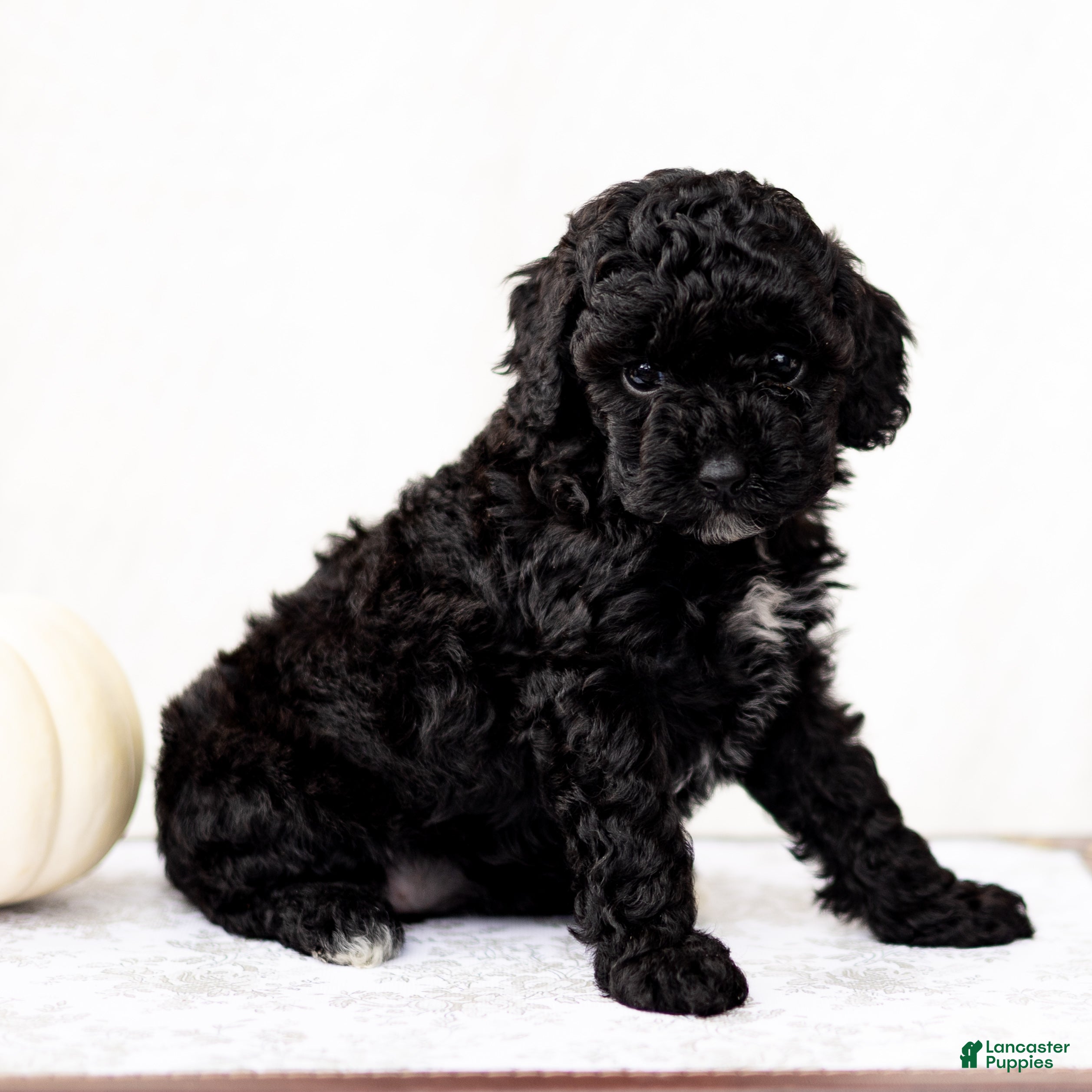 Nirbhay (Doodle / designer cross, Female) in Gordonville, PA