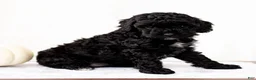 Mini Goldendoodle dogs for sale: Nirbhay - Ad 1
