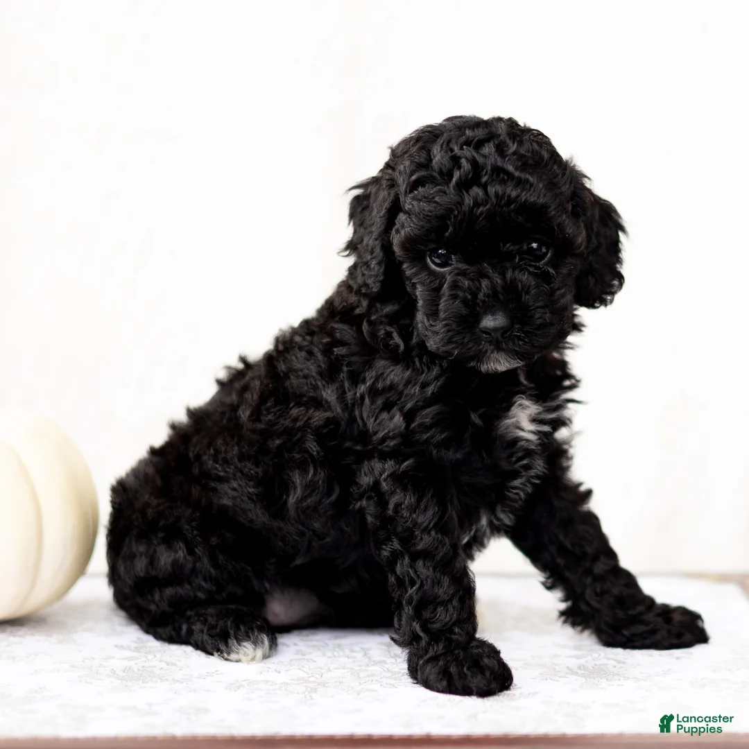 Mini Goldendoodle dogs for sale: Nirbhay - Ad 1