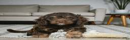 Cockapoo dogs for sale: Cooper - Ad 4