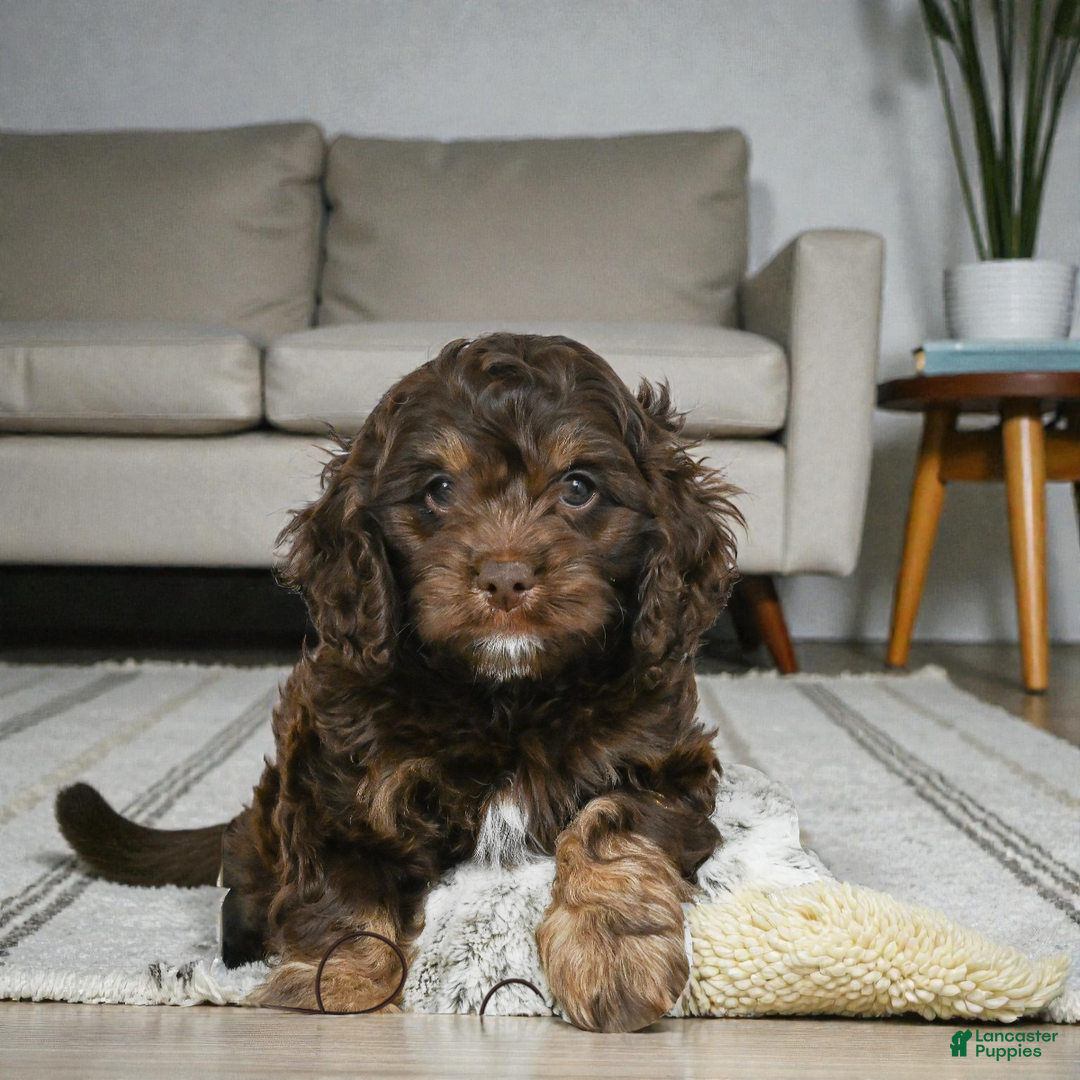 Cockapoo dogs for sale: Cooper - Ad 4